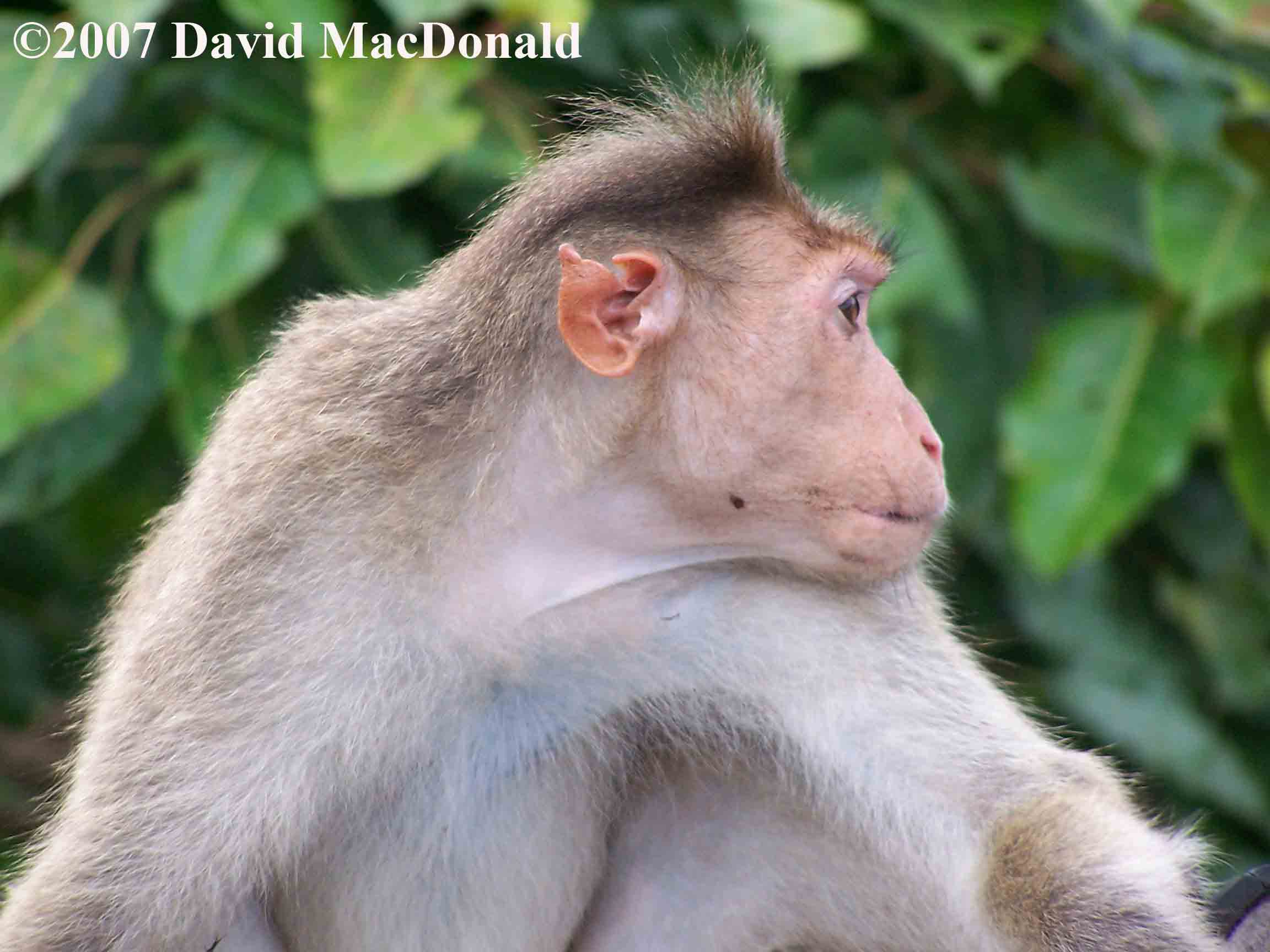 monkey and family in india