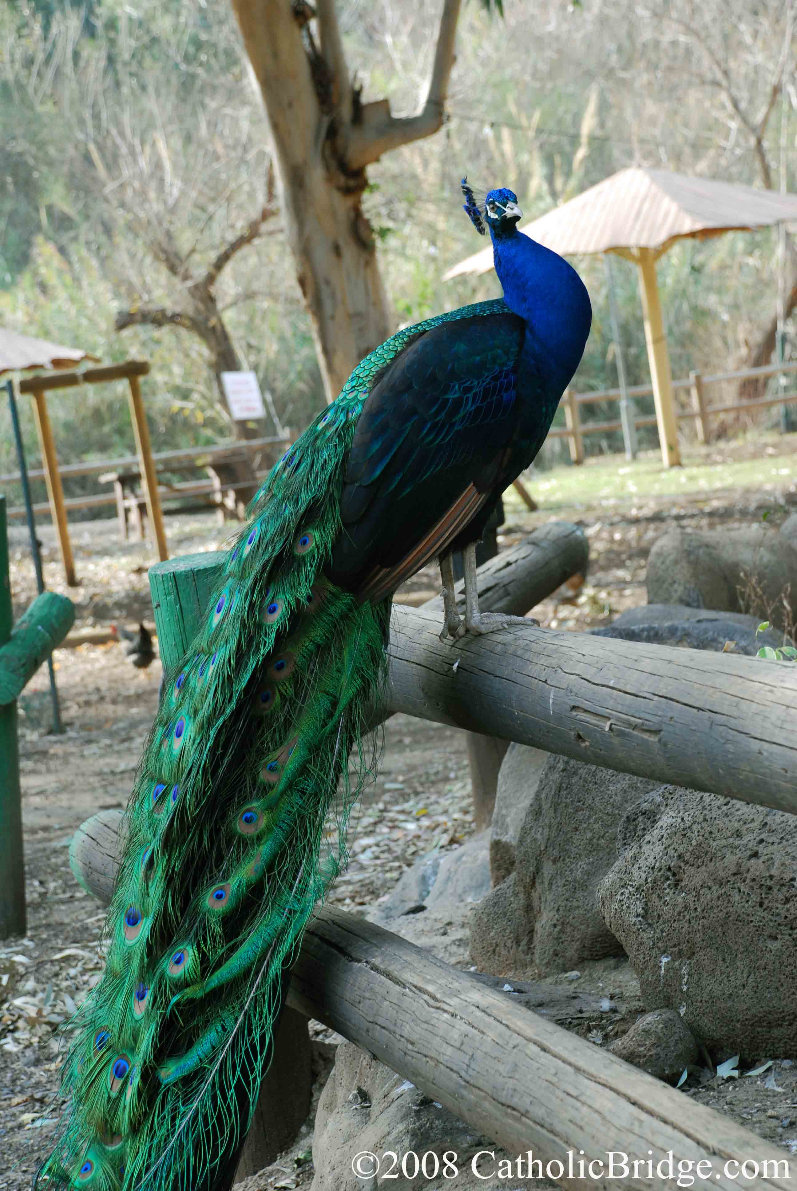 Peacock